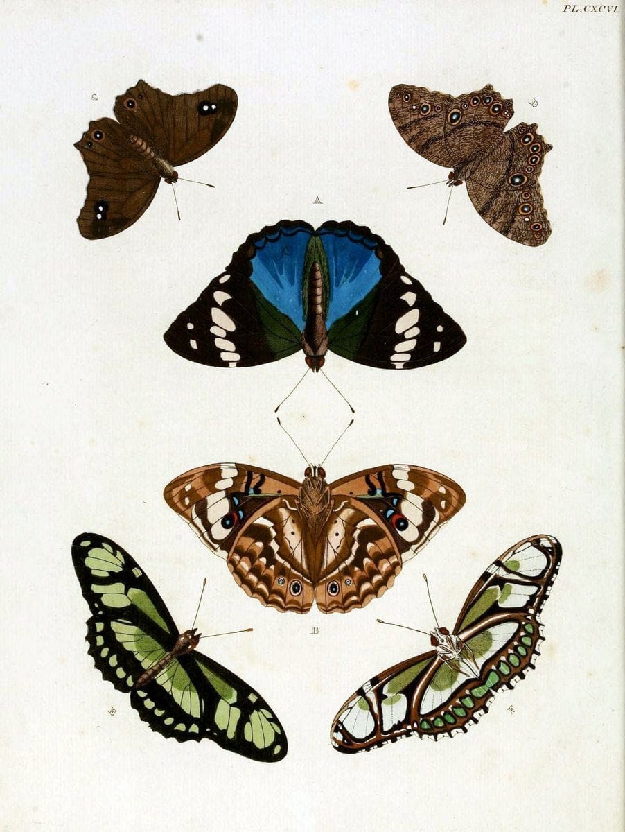 De uitlandsche kapellen, voorkomende in de drie waereld-deelen Asia, Africa en America / | "Catalogs and collections" Lepidoptera "Pictorial works" Suriname | Vintage Print Reproduction 467022