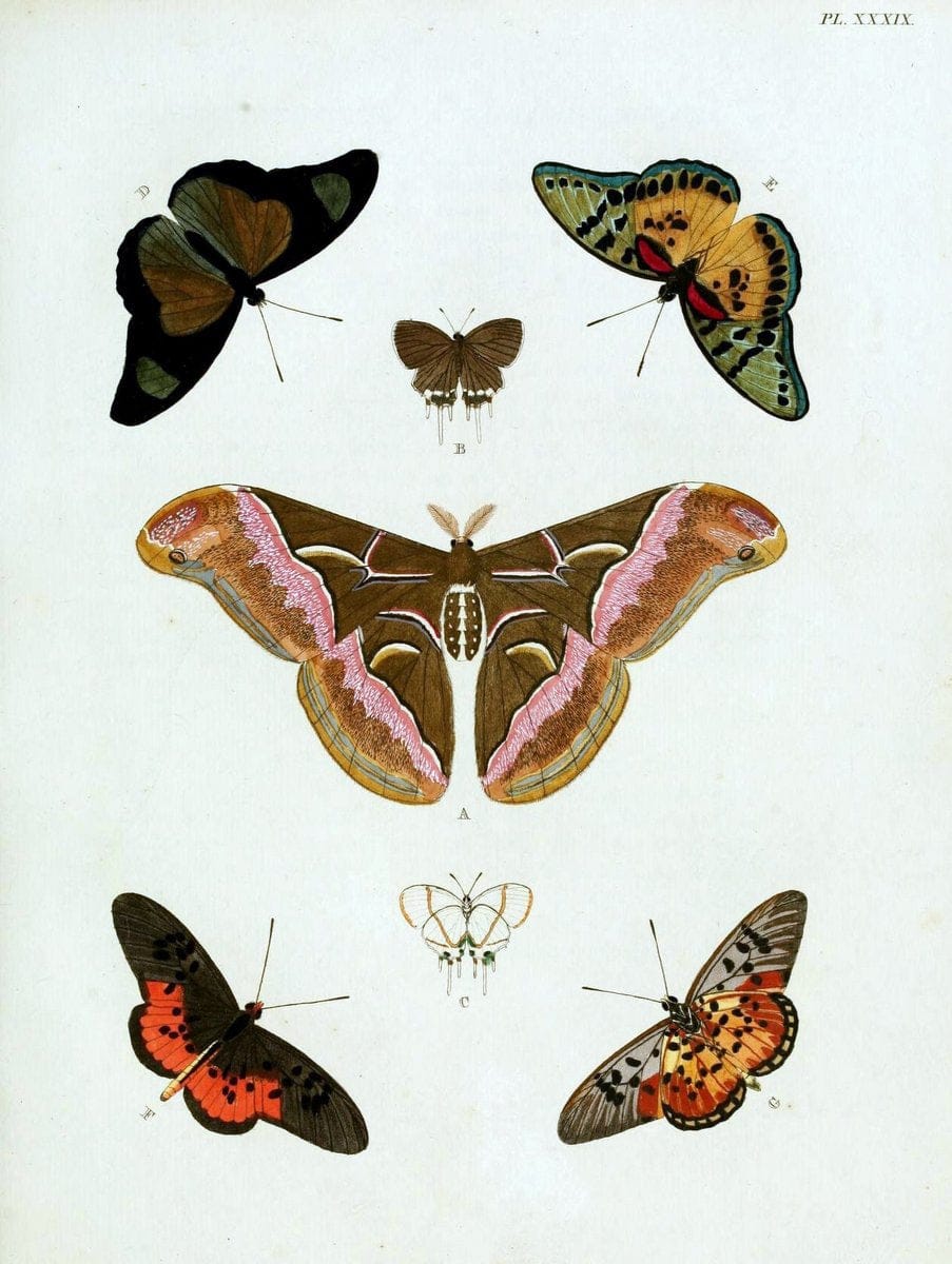 De uitlandsche kapellen, voorkomende in de drie waereld-deelen Asia, Africa en America / | "Catalogs and collections" Lepidoptera "Pictorial works" Suriname | Vintage Print Reproduction 467023