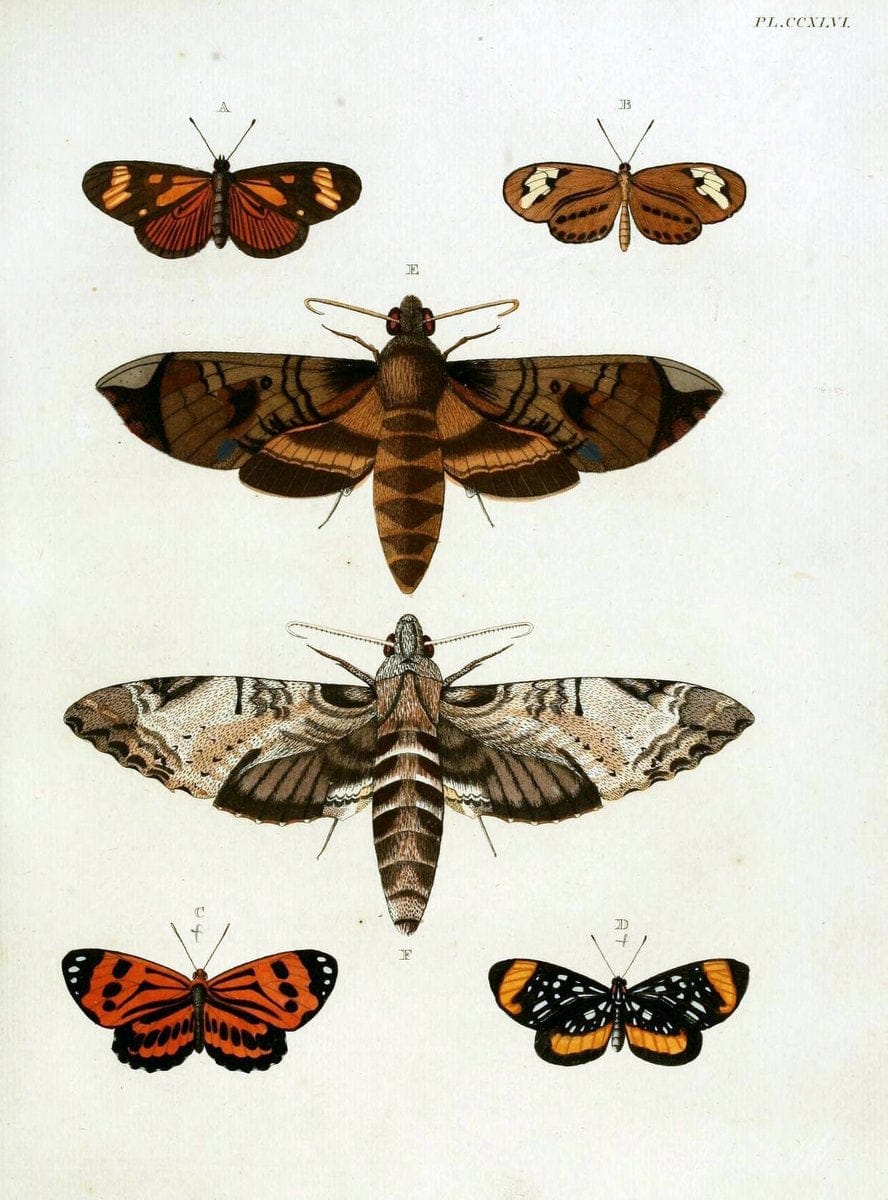 De uitlandsche kapellen, voorkomende in de drie waereld-deelen Asia, Africa en America / | "Catalogs and collections" Lepidoptera "Pictorial works" Suriname | Vintage Print Reproduction 467024