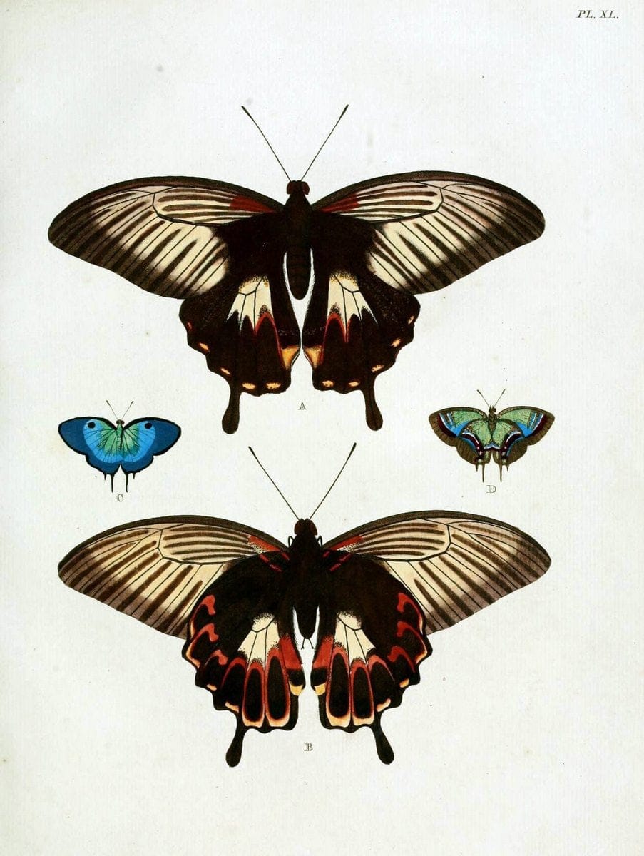 De uitlandsche kapellen, voorkomende in de drie waereld-deelen Asia, Africa en America / | "Catalogs and collections" Lepidoptera "Pictorial works" Suriname | Vintage Print Reproduction 467025