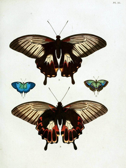 De uitlandsche kapellen, voorkomende in de drie waereld-deelen Asia, Africa en America / | "Catalogs and collections" Lepidoptera "Pictorial works" Suriname | Vintage Print Reproduction 467025