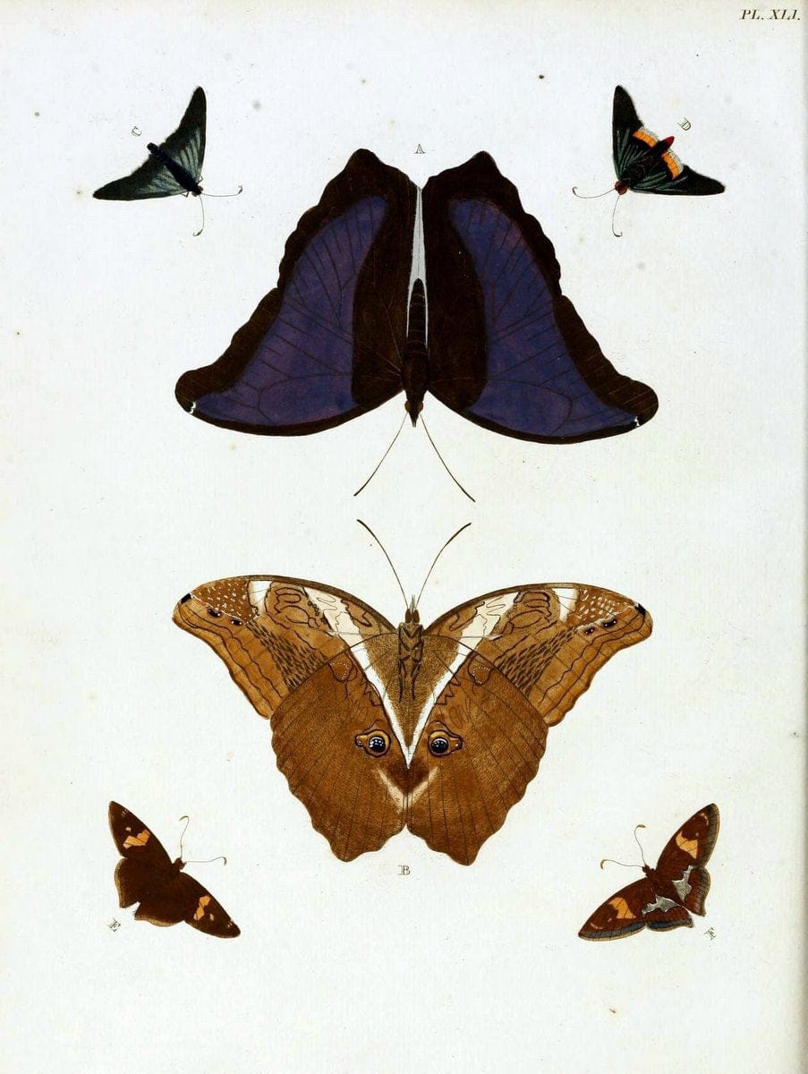 De uitlandsche kapellen, voorkomende in de drie waereld-deelen Asia, Africa en America / | "Catalogs and collections" Lepidoptera "Pictorial works" Suriname | Vintage Print Reproduction 467026