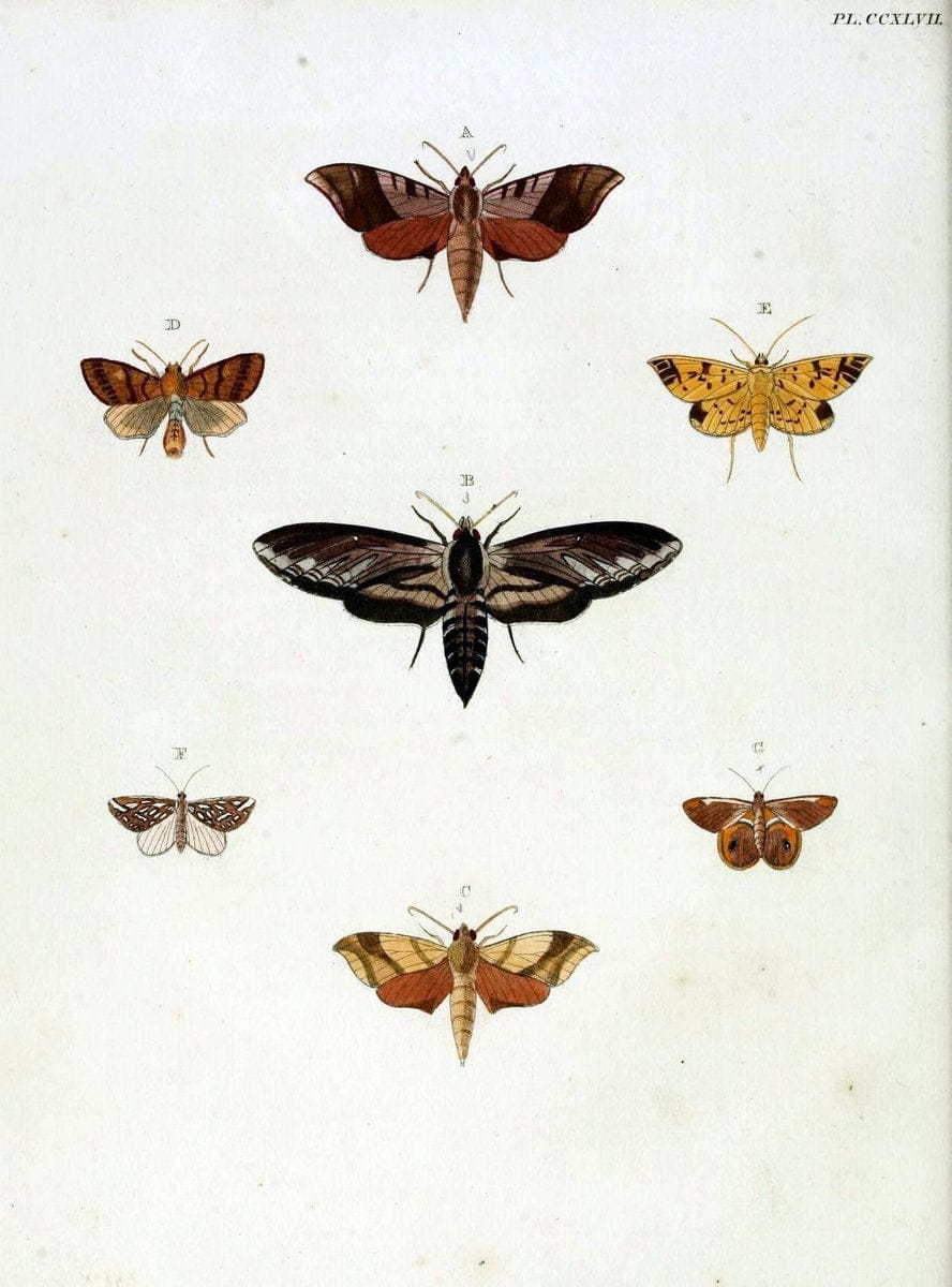 De uitlandsche kapellen, voorkomende in de drie waereld-deelen Asia, Africa en America / | "Catalogs and collections" Lepidoptera "Pictorial works" Suriname | Vintage Print Reproduction 467027