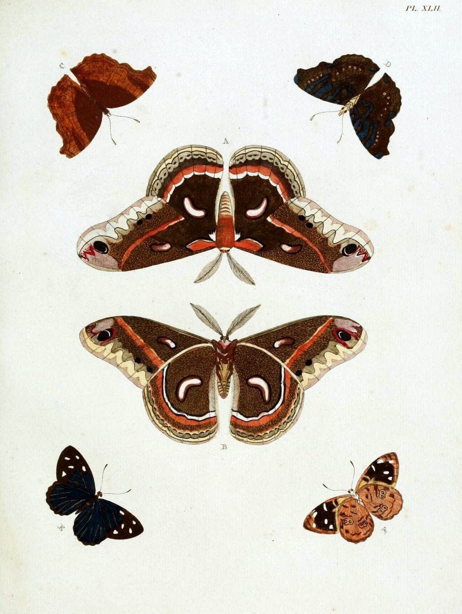 De uitlandsche kapellen, voorkomende in de drie waereld-deelen Asia, Africa en America / | "Catalogs and collections" Lepidoptera "Pictorial works" Suriname | Vintage Print Reproduction 467028