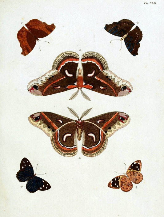 De uitlandsche kapellen, voorkomende in de drie waereld-deelen Asia, Africa en America / | "Catalogs and collections" Lepidoptera "Pictorial works" Suriname | Vintage Print Reproduction 467028