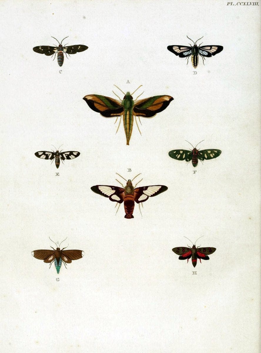 De uitlandsche kapellen, voorkomende in de drie waereld-deelen Asia, Africa en America / | "Catalogs and collections" Lepidoptera "Pictorial works" Suriname | Vintage Print Reproduction 467029