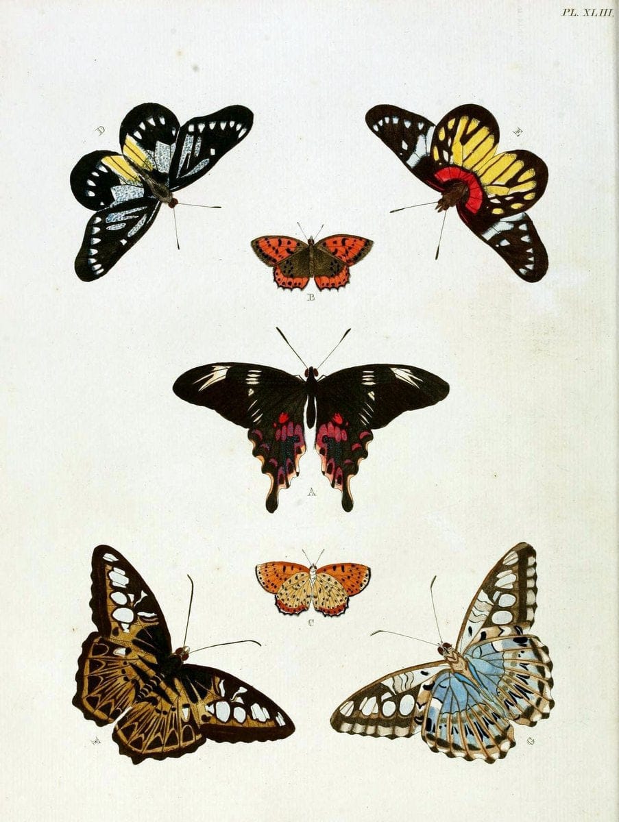 De uitlandsche kapellen, voorkomende in de drie waereld-deelen Asia, Africa en America / | "Catalogs and collections" Lepidoptera "Pictorial works" Suriname | Vintage Print Reproduction 467030