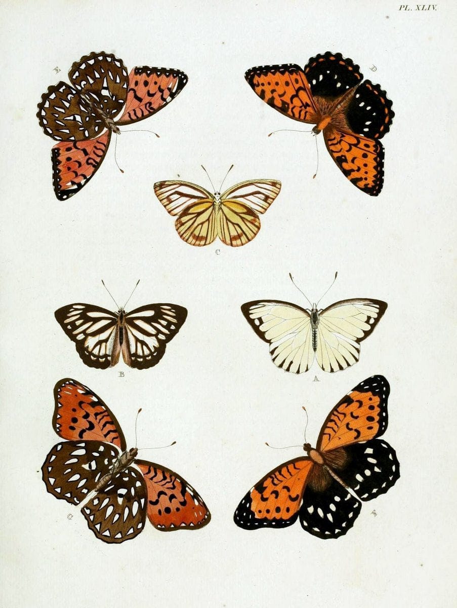 De uitlandsche kapellen, voorkomende in de drie waereld-deelen Asia, Africa en America / | "Catalogs and collections" Lepidoptera "Pictorial works" Suriname | Vintage Print Reproduction 467031