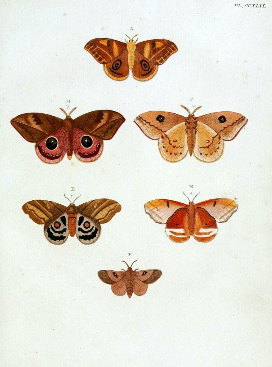 De uitlandsche kapellen, voorkomende in de drie waereld-deelen Asia, Africa en America / | "Catalogs and collections" Lepidoptera "Pictorial works" Suriname | Vintage Print Reproduction 467032