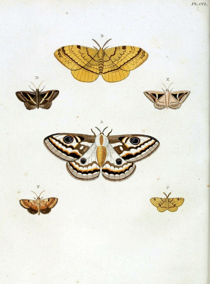 De uitlandsche kapellen, voorkomende in de drie waereld-deelen Asia, Africa en America / | "Catalogs and collections" Lepidoptera "Pictorial works" Suriname | Vintage Print Reproduction 467033