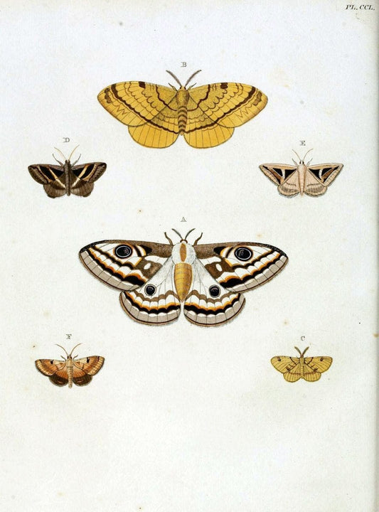 De uitlandsche kapellen, voorkomende in de drie waereld-deelen Asia, Africa en America / | "Catalogs and collections" Lepidoptera "Pictorial works" Suriname | Vintage Print Reproduction 467033