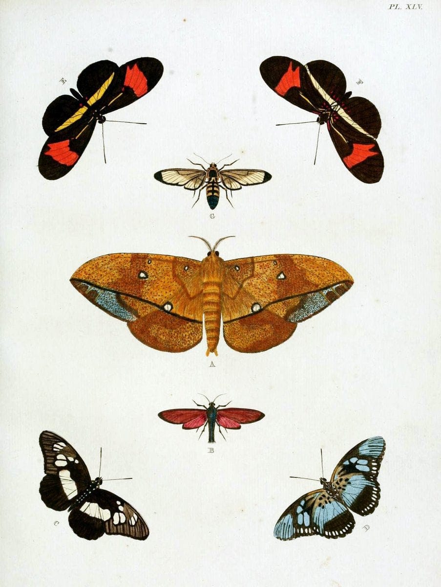 De uitlandsche kapellen, voorkomende in de drie waereld-deelen Asia, Africa en America / | "Catalogs and collections" Lepidoptera "Pictorial works" Suriname | Vintage Print Reproduction 467034