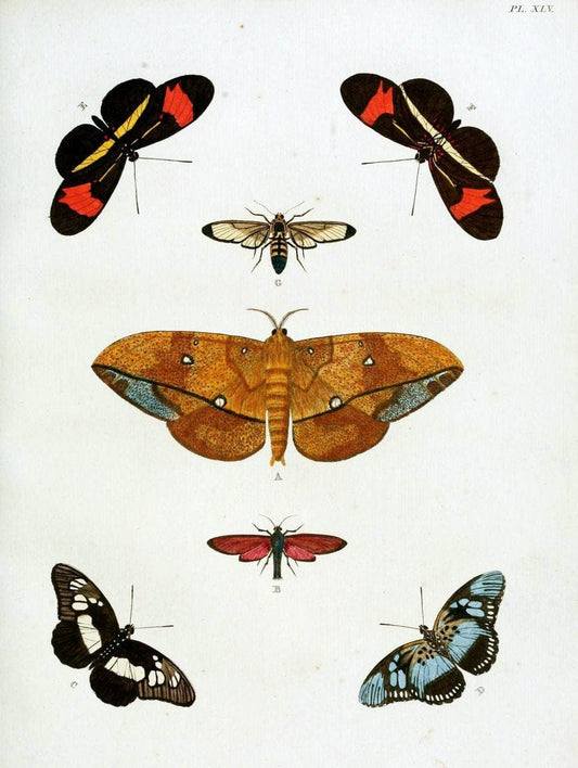 De uitlandsche kapellen, voorkomende in de drie waereld-deelen Asia, Africa en America / | "Catalogs and collections" Lepidoptera "Pictorial works" Suriname | Vintage Print Reproduction 467034
