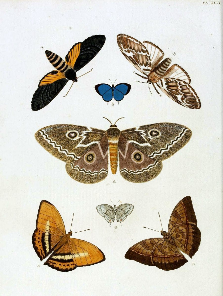 De uitlandsche kapellen, voorkomende in de drie waereld-deelen Asia, Africa en America / | "Catalogs and collections" Lepidoptera "Pictorial works" Suriname | Vintage Print Reproduction 467035