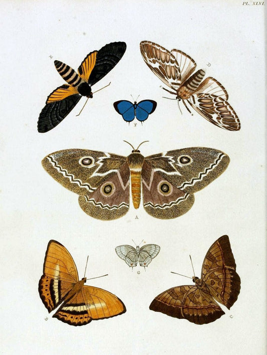De uitlandsche kapellen, voorkomende in de drie waereld-deelen Asia, Africa en America / | "Catalogs and collections" Lepidoptera "Pictorial works" Suriname | Vintage Print Reproduction 467035