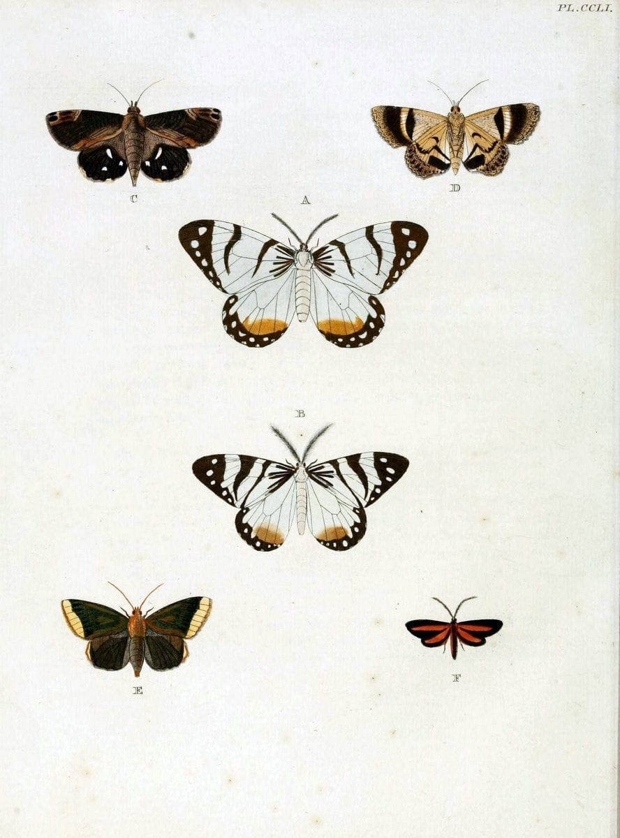 De uitlandsche kapellen, voorkomende in de drie waereld-deelen Asia, Africa en America / | "Catalogs and collections" Lepidoptera "Pictorial works" Suriname | Vintage Print Reproduction 467036