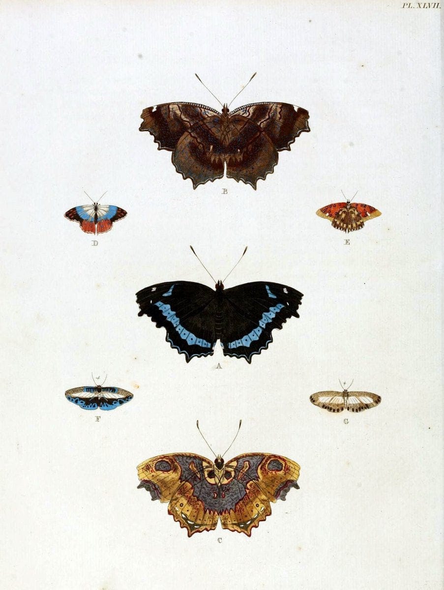 De uitlandsche kapellen, voorkomende in de drie waereld-deelen Asia, Africa en America / | "Catalogs and collections" Lepidoptera "Pictorial works" Suriname | Vintage Print Reproduction 467037