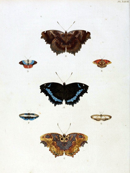 De uitlandsche kapellen, voorkomende in de drie waereld-deelen Asia, Africa en America / | "Catalogs and collections" Lepidoptera "Pictorial works" Suriname | Vintage Print Reproduction 467037