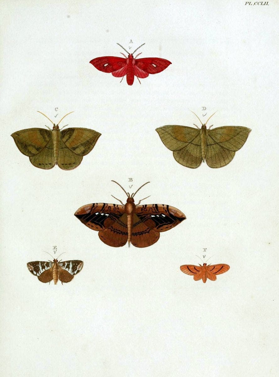 De uitlandsche kapellen, voorkomende in de drie waereld-deelen Asia, Africa en America / | "Catalogs and collections" Lepidoptera "Pictorial works" Suriname | Vintage Print Reproduction 467038