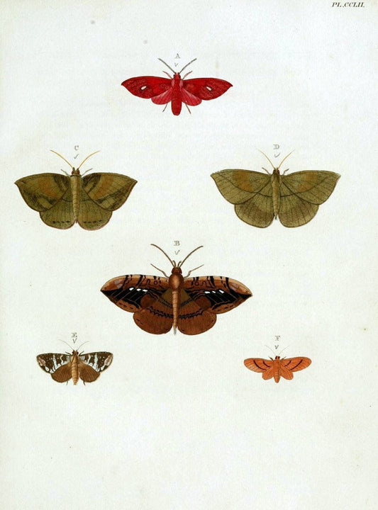 De uitlandsche kapellen, voorkomende in de drie waereld-deelen Asia, Africa en America / | "Catalogs and collections" Lepidoptera "Pictorial works" Suriname | Vintage Print Reproduction 467038
