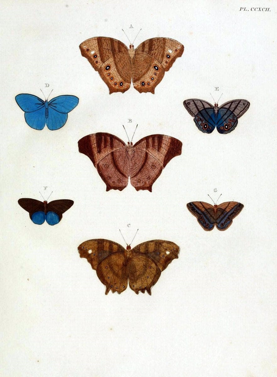 De uitlandsche kapellen, voorkomende in de drie waereld-deelen Asia, Africa en America / | "Catalogs and collections" Lepidoptera "Pictorial works" Suriname | Vintage Print Reproduction 467039