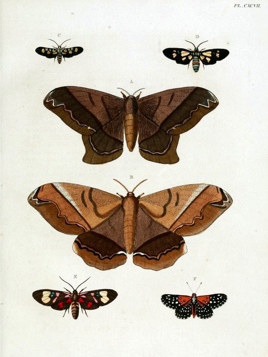 De uitlandsche kapellen, voorkomende in de drie waereld-deelen Asia, Africa en America / | "Catalogs and collections" Lepidoptera "Pictorial works" Suriname | Vintage Print Reproduction 467040