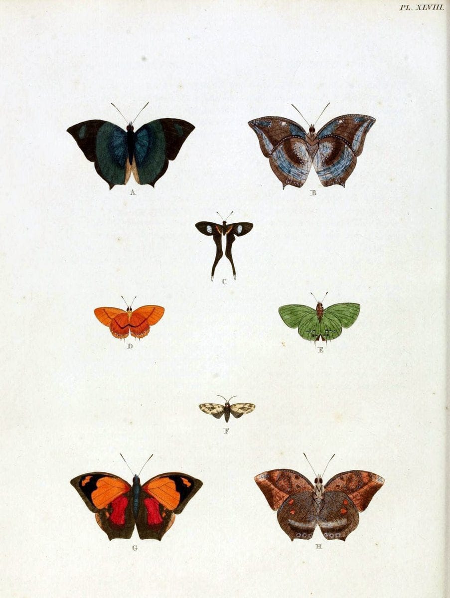 De uitlandsche kapellen, voorkomende in de drie waereld-deelen Asia, Africa en America / | "Catalogs and collections" Lepidoptera "Pictorial works" Suriname | Vintage Print Reproduction 467041