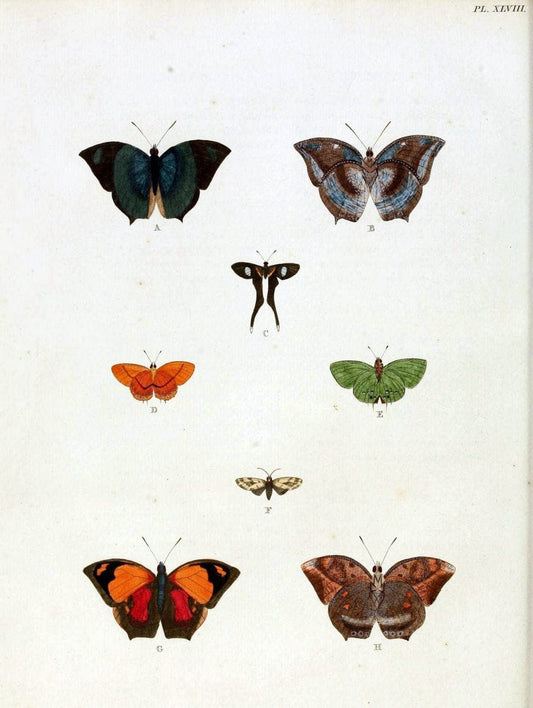 De uitlandsche kapellen, voorkomende in de drie waereld-deelen Asia, Africa en America / | "Catalogs and collections" Lepidoptera "Pictorial works" Suriname | Vintage Print Reproduction 467041