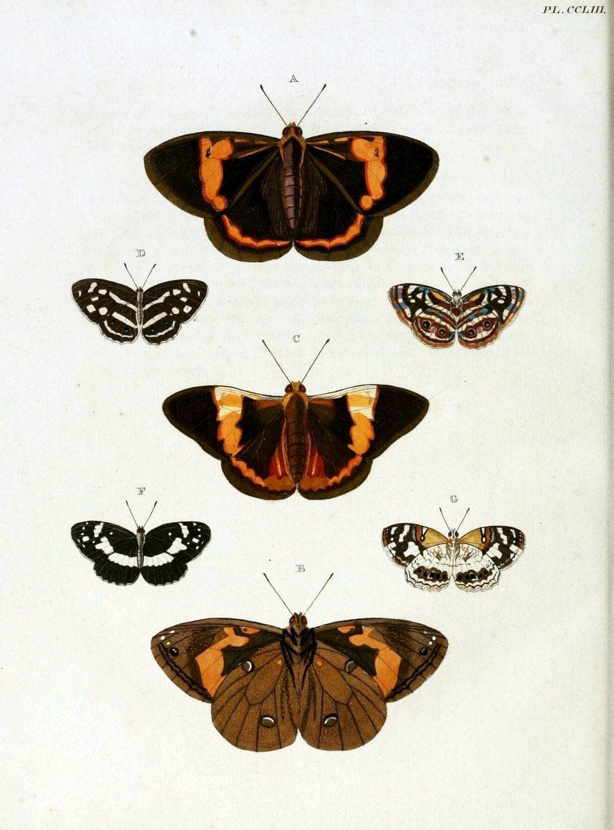 De uitlandsche kapellen, voorkomende in de drie waereld-deelen Asia, Africa en America / | "Catalogs and collections" Lepidoptera "Pictorial works" Suriname | Vintage Print Reproduction 467042