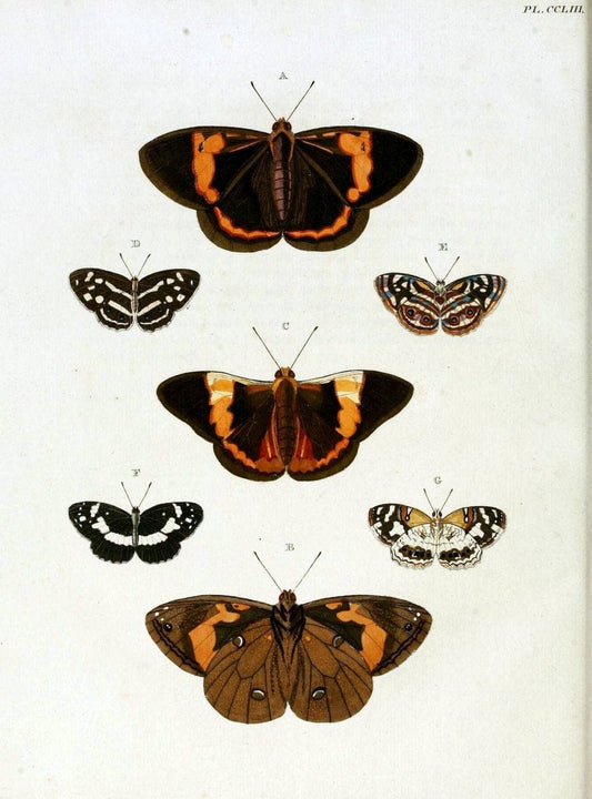 De uitlandsche kapellen, voorkomende in de drie waereld-deelen Asia, Africa en America / | "Catalogs and collections" Lepidoptera "Pictorial works" Suriname | Vintage Print Reproduction 467042