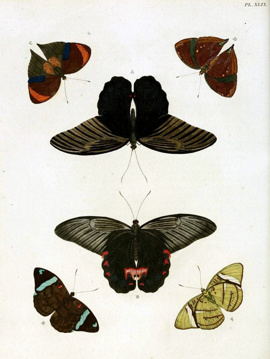 De uitlandsche kapellen, voorkomende in de drie waereld-deelen Asia, Africa en America / | "Catalogs and collections" Lepidoptera "Pictorial works" Suriname | Vintage Print Reproduction 467043