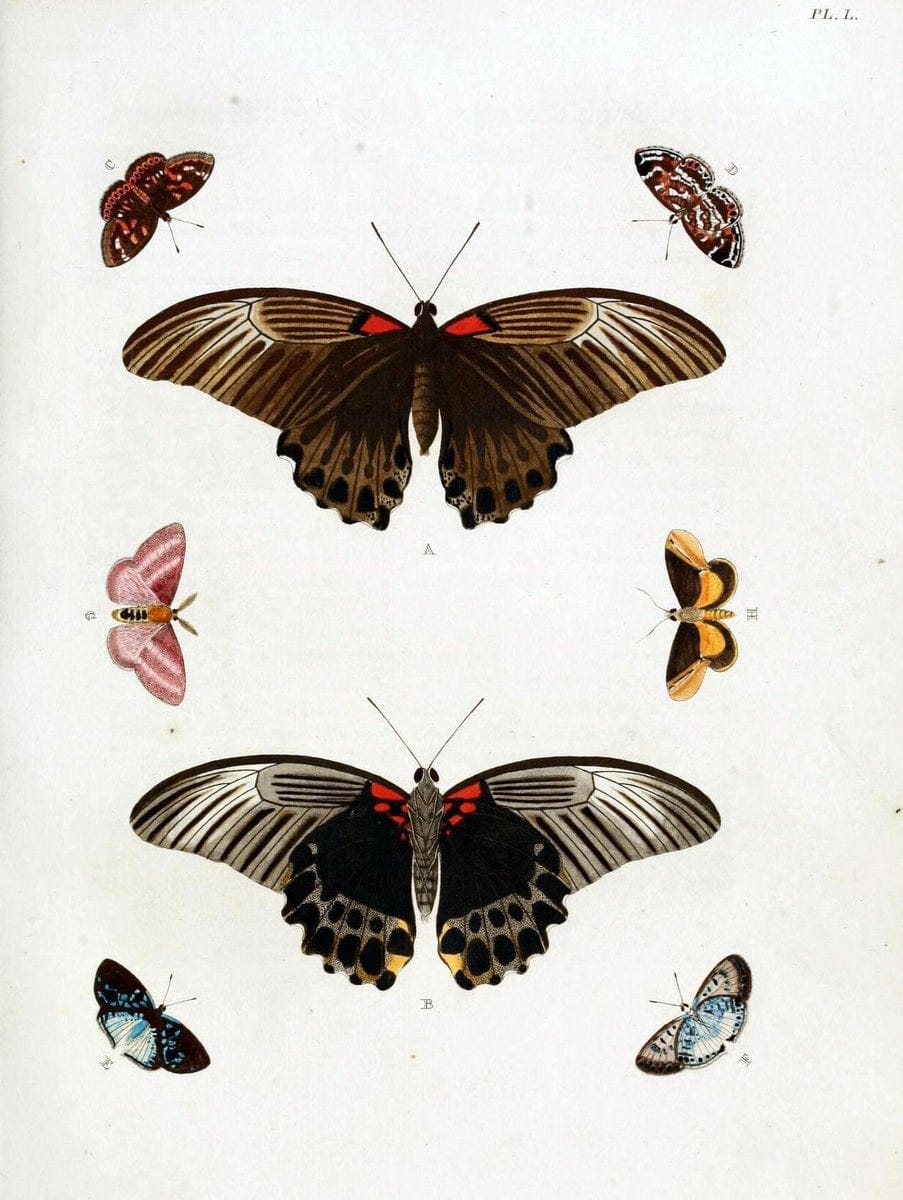 De uitlandsche kapellen, voorkomende in de drie waereld-deelen Asia, Africa en America / | "Catalogs and collections" Lepidoptera "Pictorial works" Suriname | Vintage Print Reproduction 467044