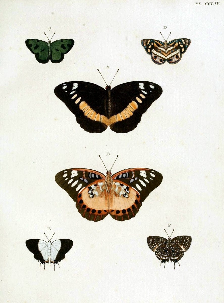 De uitlandsche kapellen, voorkomende in de drie waereld-deelen Asia, Africa en America / | "Catalogs and collections" Lepidoptera "Pictorial works" Suriname | Vintage Print Reproduction 467045