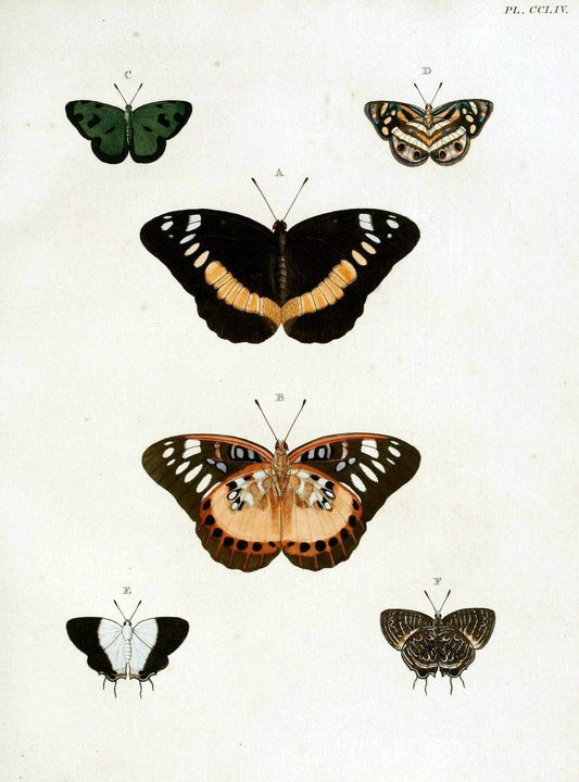 De uitlandsche kapellen, voorkomende in de drie waereld-deelen Asia, Africa en America / | "Catalogs and collections" Lepidoptera "Pictorial works" Suriname | Vintage Print Reproduction 467045