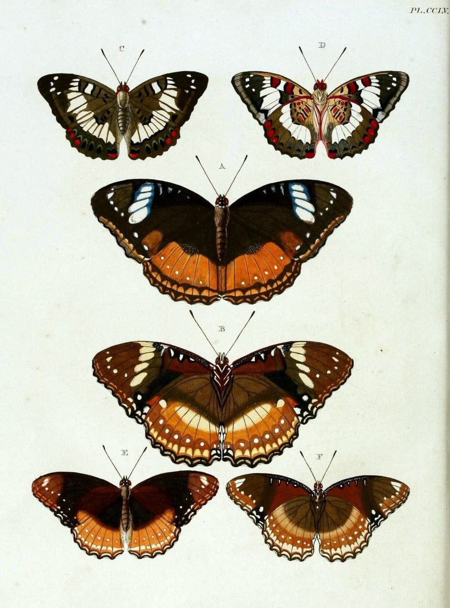 De uitlandsche kapellen, voorkomende in de drie waereld-deelen Asia, Africa en America / | "Catalogs and collections" Lepidoptera "Pictorial works" Suriname | Vintage Print Reproduction 467046