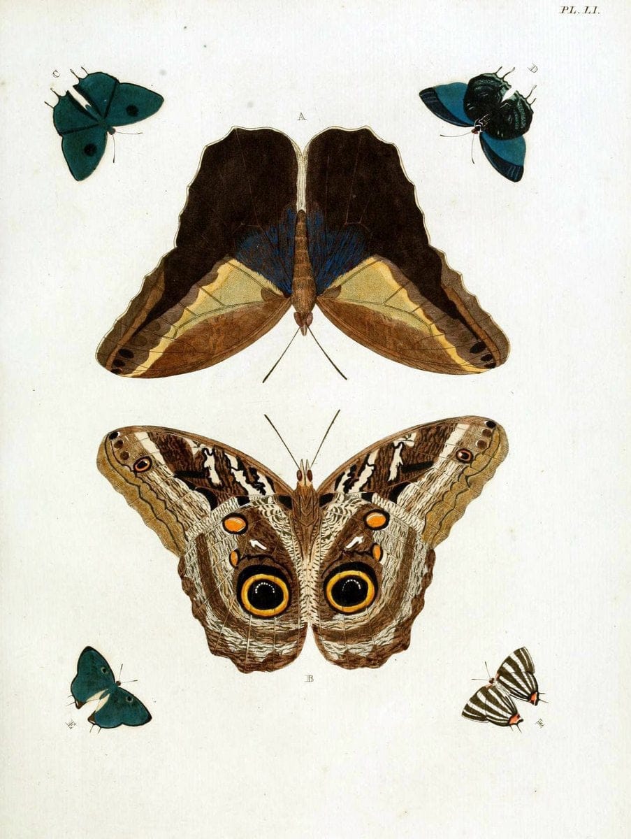 De uitlandsche kapellen, voorkomende in de drie waereld-deelen Asia, Africa en America / | "Catalogs and collections" Lepidoptera "Pictorial works" Suriname | Vintage Print Reproduction 467047