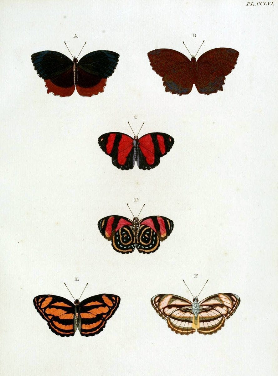 De uitlandsche kapellen, voorkomende in de drie waereld-deelen Asia, Africa en America / | "Catalogs and collections" Lepidoptera "Pictorial works" Suriname | Vintage Print Reproduction 467048