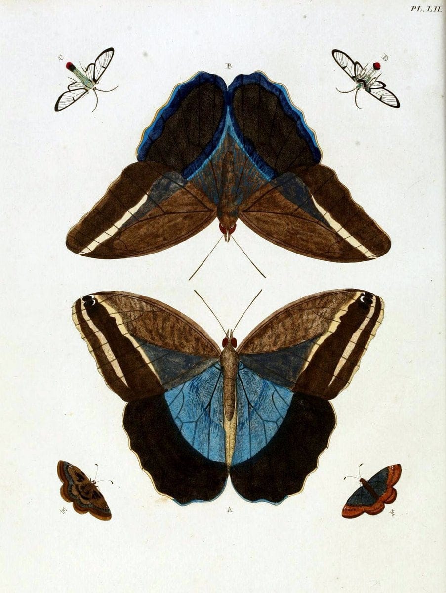 De uitlandsche kapellen, voorkomende in de drie waereld-deelen Asia, Africa en America / | "Catalogs and collections" Lepidoptera "Pictorial works" Suriname | Vintage Print Reproduction 467049