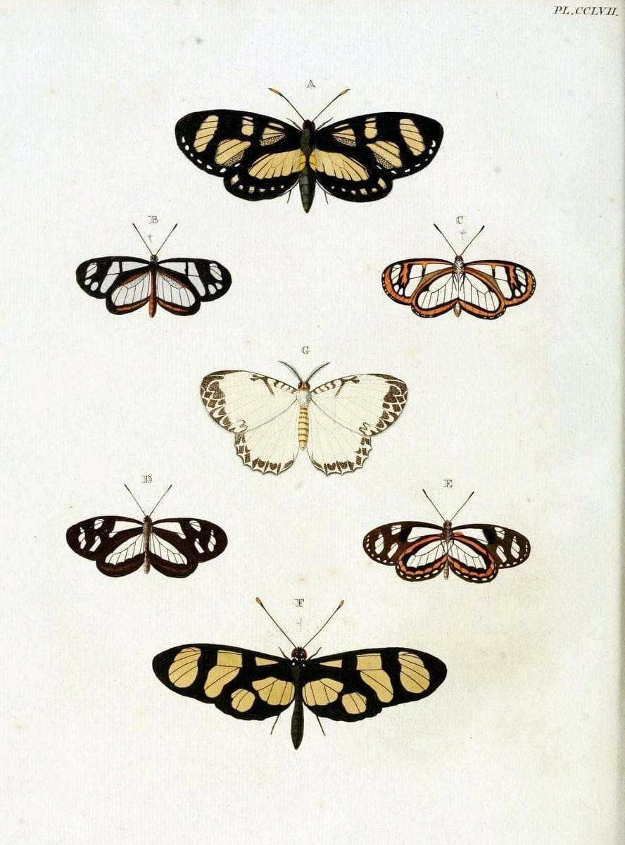 De uitlandsche kapellen, voorkomende in de drie waereld-deelen Asia, Africa en America / | "Catalogs and collections" Lepidoptera "Pictorial works" Suriname | Vintage Print Reproduction 467050