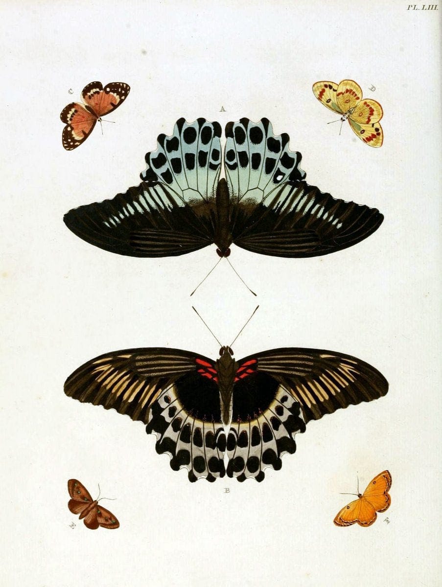 De uitlandsche kapellen, voorkomende in de drie waereld-deelen Asia, Africa en America / | "Catalogs and collections" Lepidoptera "Pictorial works" Suriname | Vintage Print Reproduction 467051