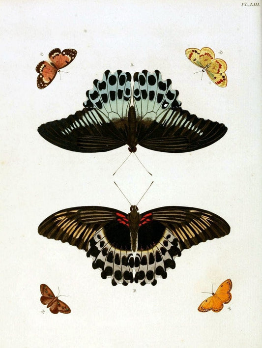 De uitlandsche kapellen, voorkomende in de drie waereld-deelen Asia, Africa en America / | "Catalogs and collections" Lepidoptera "Pictorial works" Suriname | Vintage Print Reproduction 467051
