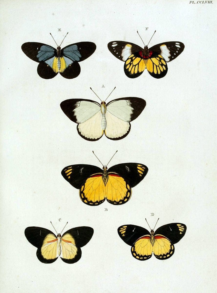De uitlandsche kapellen, voorkomende in de drie waereld-deelen Asia, Africa en America / | "Catalogs and collections" Lepidoptera "Pictorial works" Suriname | Vintage Print Reproduction 467052