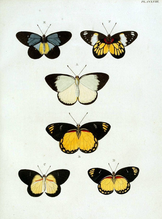 De uitlandsche kapellen, voorkomende in de drie waereld-deelen Asia, Africa en America / | "Catalogs and collections" Lepidoptera "Pictorial works" Suriname | Vintage Print Reproduction 467052