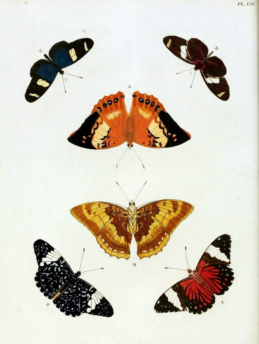 De uitlandsche kapellen, voorkomende in de drie waereld-deelen Asia, Africa en America / | "Catalogs and collections" Lepidoptera "Pictorial works" Suriname | Vintage Print Reproduction 467053