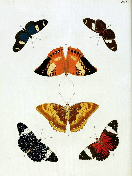 De uitlandsche kapellen, voorkomende in de drie waereld-deelen Asia, Africa en America / | "Catalogs and collections" Lepidoptera "Pictorial works" Suriname | Vintage Print Reproduction 467053