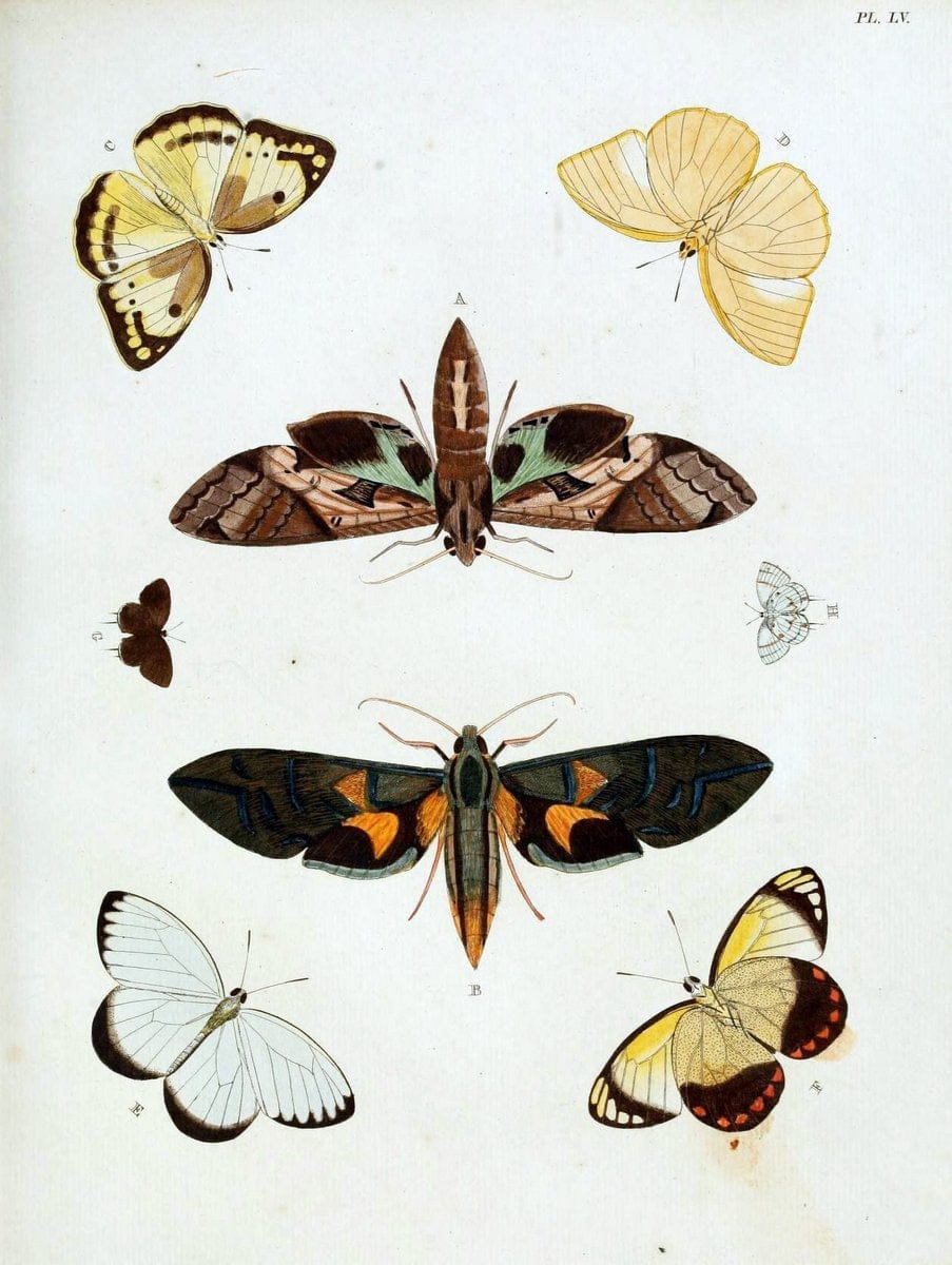 De uitlandsche kapellen, voorkomende in de drie waereld-deelen Asia, Africa en America / | "Catalogs and collections" Lepidoptera "Pictorial works" Suriname | Vintage Print Reproduction 467054