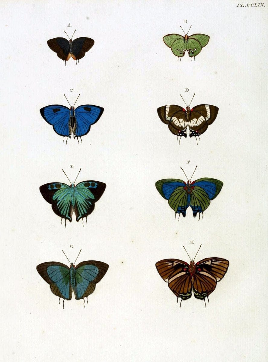 De uitlandsche kapellen, voorkomende in de drie waereld-deelen Asia, Africa en America / | "Catalogs and collections" Lepidoptera "Pictorial works" Suriname | Vintage Print Reproduction 467055