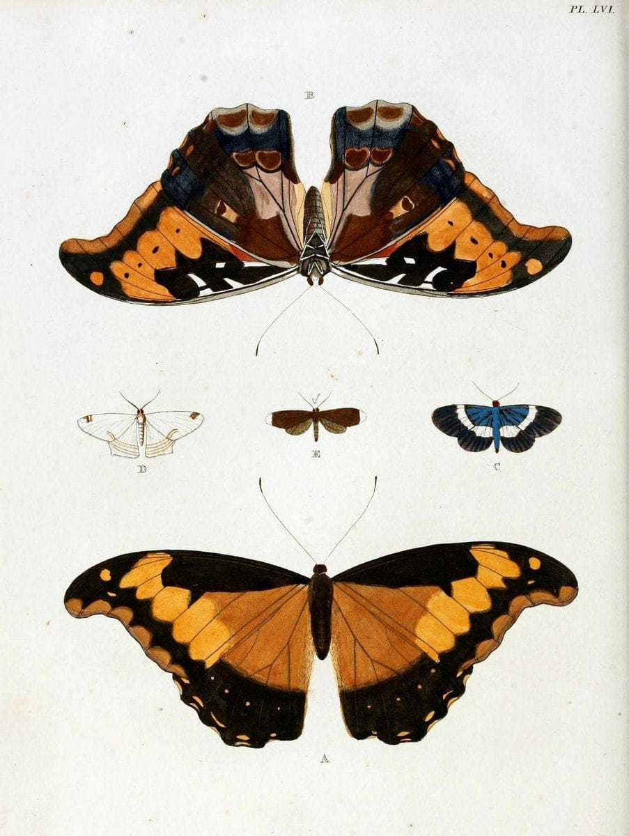 De uitlandsche kapellen, voorkomende in de drie waereld-deelen Asia, Africa en America / | "Catalogs and collections" Lepidoptera "Pictorial works" Suriname | Vintage Print Reproduction 467056