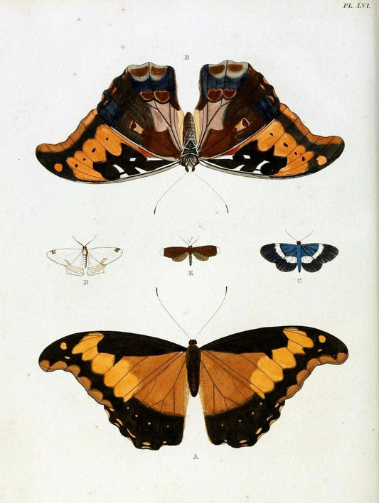 De uitlandsche kapellen, voorkomende in de drie waereld-deelen Asia, Africa en America / | "Catalogs and collections" Lepidoptera "Pictorial works" Suriname | Vintage Print Reproduction 467056