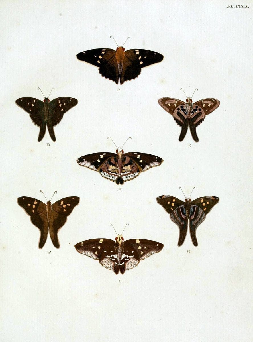 De uitlandsche kapellen, voorkomende in de drie waereld-deelen Asia, Africa en America / | "Catalogs and collections" Lepidoptera "Pictorial works" Suriname | Vintage Print Reproduction 467057